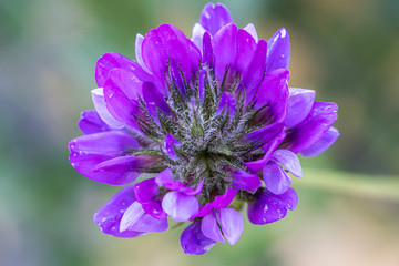 bituminosa