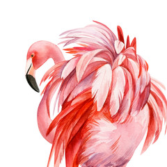Postcard pink flamingo on an isolated white background, watercolor illustration. Greeting card. © Hanna