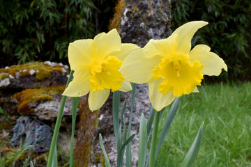 Two Daffodils 33