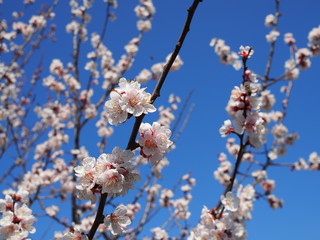 Cherry blossom and bee against blue sky