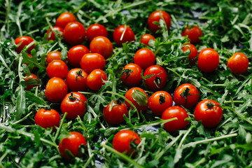 fresh small tomatoes on fresh arugula leaves