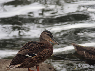 Photo of a duck close-up on the background of a reservoir.