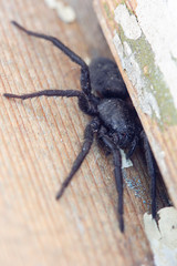 Beautiful, black home spider is hiding in a wooden crack. Macro shooting.