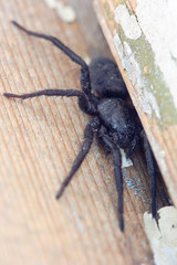Beautiful, black home spider is hiding in a wooden crack. Macro shooting.