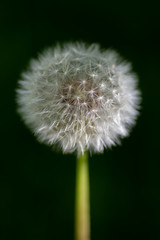 Close-up of Dandelion against green background