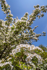 Blossoming common hawthorn / oneseed hawthorn / single-seeded hawthorn / mayblossom (Crataegus monogyna) showing white flowers in spring