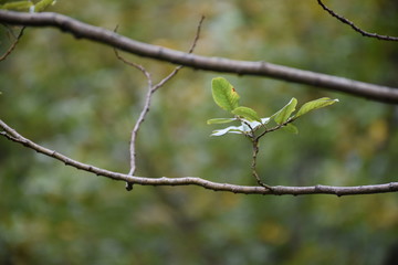 Ast