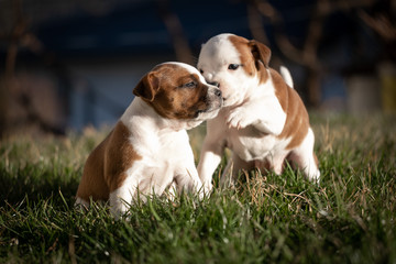 Staffordshire terrier puppies in the garden