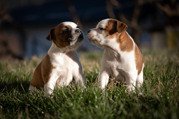 Staffordshire terrier puppies in the garden