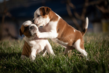 Staffordshire terrier puppies in the garden