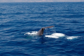Wieloryb - Riwiera di Ponente - Liguria, Włochy