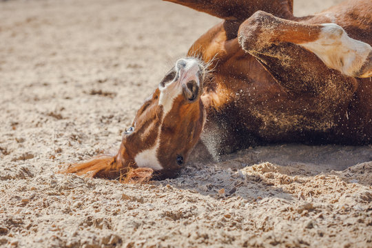 portrait of chestnut trakehner stallion horse rolling in sand in paddock in spring daytime
