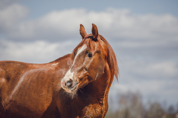 portrait of chestnut trakehner stallion horse on sky background in spring
