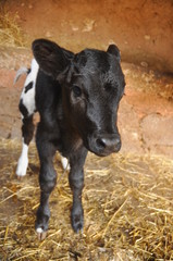 Fototapeta premium cows in a farm
