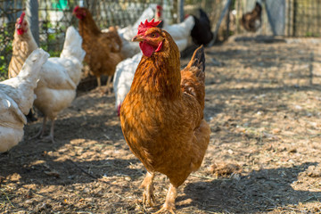 orange chicken looks directly at the background of the chickens. household. eco domestic bird.