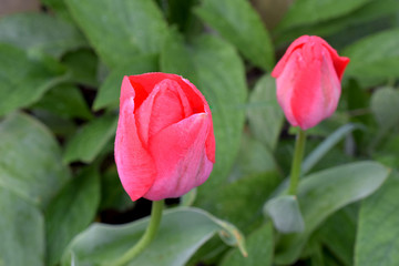Pink Tulips 03