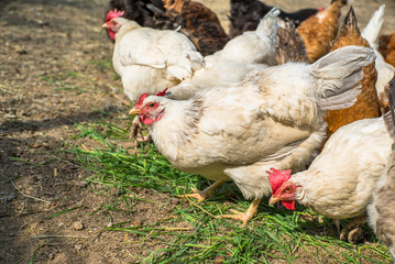 chickens in the street grazing grass. household. eco domestic bird.