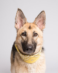 Eye contact with shepherd dog and friendly brown eyes in the studio