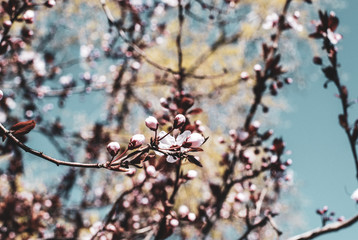 Sakura Spring Flowers