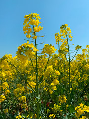 rapeseed farming 