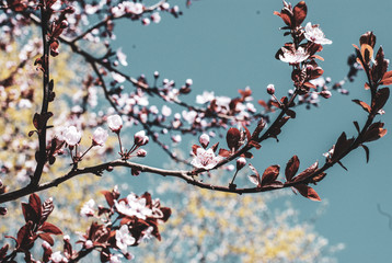 Sakura Spring Flowers