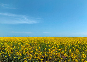 field of yellow flowers