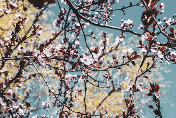 Sakura Spring Flowers