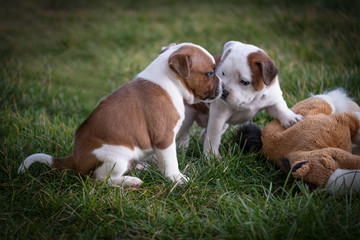 Naklejka na ściany i meble Staffordshire terrier puppies in the garden