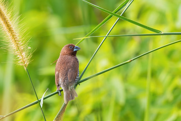 Scaly-breasted Munia - Lonchura punctulata, beautiful small brown perching bird from Southeast Asian forests and woodlands, Pangkor, Malaysia.