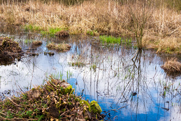 Überfluteter Auwald mit Himmelspiegelungen im Wasser