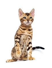 Obraz premium Kot bengalski podnoszący łapę