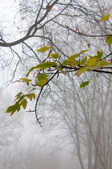 tree with yellow leaves in the fog
