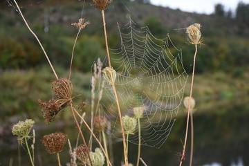 Spinnennetz