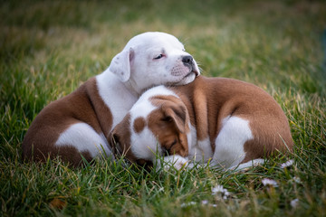 Staffordshire terrier puppies in the garden