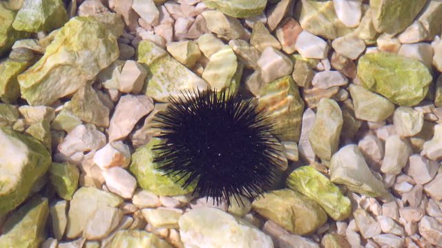 Black sea urchin lies underwater on stones. Sea urchin Echinothrix diadema, commonly called diadema urchin or blue-black urchin, underwater at bottom. Long spines sea urchin. Water slow motion.