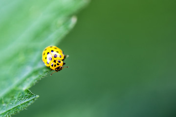22-spot ladybird (Psyllobora vigintiduopunctata) on green leaf