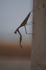 Praying Mantis insect