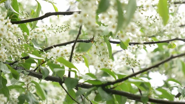 White mayday tree si blooming in spring time