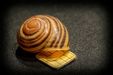 snail shell and chip © leopold