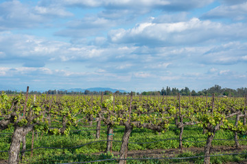 A Grape Vineyard Starting Growth for New Crop