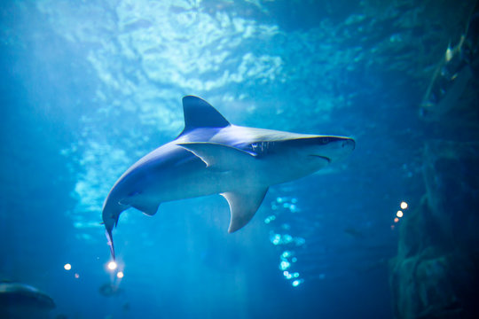 Shark underwater © ellisia
