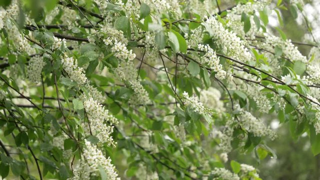 White mayday tree si blooming in spring time