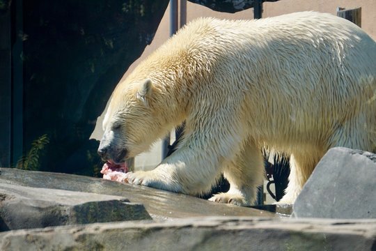 Polar Bear Eating Meat