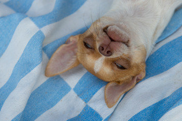 Chihuahua dog lying on a blanket on a sunny day. 