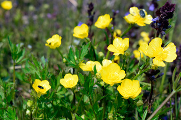 Buttercup is caustic (Ranúnculus ácris) - a perennial herbaceous plant with fibrous roots and a direct branched stem. Buttercup flowers are golden yellow up to 2 cm in diameter. Side view.