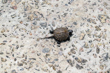 Little newborn turtle on a concrete slab.