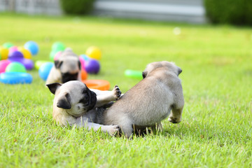 Naklejka na ściany i meble Cute puppies brown Pug playing together in green lawn