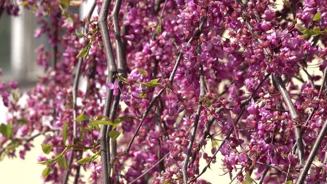 Pink flowers of blooming Eastern Redbud, Cercis Canadensis, Lavender Twist at spring season close up, Judas Tree