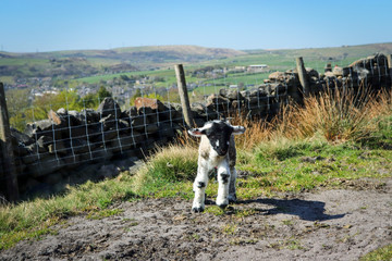 Newborn Lamb in English Countryside