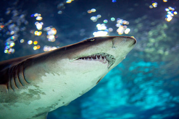 Naklejka premium Shark underwater